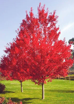 Продажа Дуб красный - quercus rubra в Санкт-Петербурге. Купить в СПб