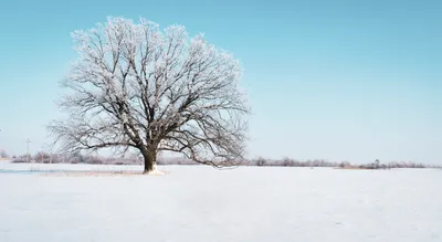 Фото - Зимний дуб - ФотоФорум.ру