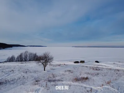 Зимой дуб с листвой / У позднего дуба листья осенью засыхают, но не опадают  ( его так и называют зимним), ученые объясняют это так: из 600 видов дубов  почти все вечнозеленые и