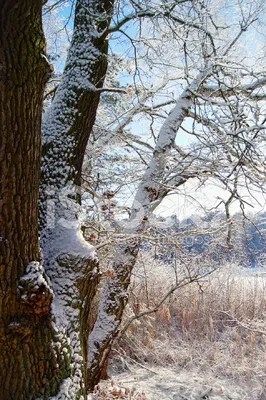 Фотография Дуб черешчатый (Quercus robur), зима. Государственный природный  заказник Северное побережье Невской губы. | Фотобанк ГеоФото/GeoPhoto |  GetImages Group