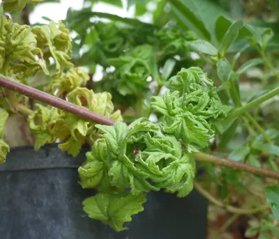 Коллекции растений ЦСБС СО РАН - Pelargonium graveolens L Herit –  Пеларгония душистая