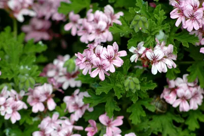 File:Pelargonium graveolens 2.jpg - Wikipedia