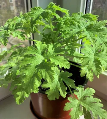 Герань душистая лечебная (Pelargonium graveolens hort) ✔️ 180 грн. ᐉ Другие  комнатные растения в Киеве на BON.ua 97086502