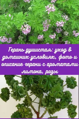 Купить душистую пеларгонию P. graveolens cv Bontrosai на сайте All My  Flowers