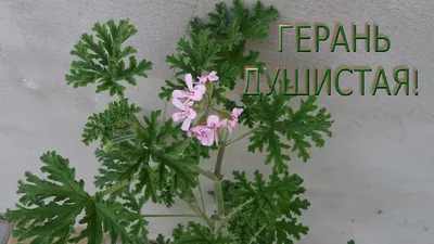 Geranium Soulful. PELARGONIA HOW TO REPRODUCE - YouTube