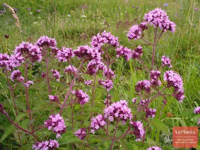 Душица обыкновенная (Origanum vulgare) — описание, выращивание, фото | на  LePlants.ru