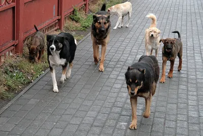 Дворняги, дворяне, двортерьеры: 30 фото самых потрясающих уличных собак -  MySlo.ru