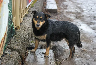 На людей нападают только собаки со сломанной психикой»: зоозащитница  объяснила, каких дворняг опасаться на улицах - KP.RU