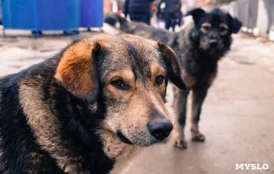 Дворняги, дворяне, двортерьеры: 30 фото самых потрясающих уличных собак –  Фотогалерея, фото 26 - MySlo.ru