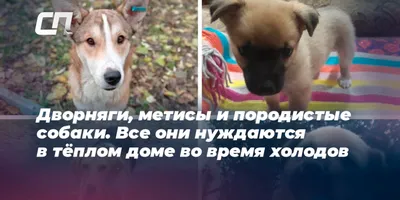 Собака Дворняга, короткошерстный кобель, пр. Ленина, Волгоград | Pet911.ru