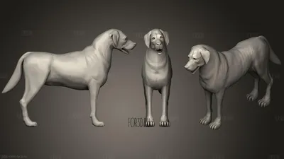 Собака | Дворняга, Собаки