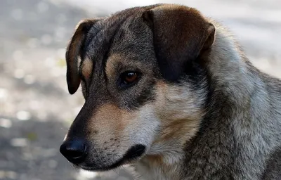 🌏 Собачья планета 🐕 Милая большая …» — создано в Шедевруме