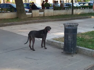 В Воронеже мужчину загрызли собаки, об это пытались умолчать