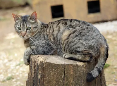 Искусные снимки Дворовой кошки