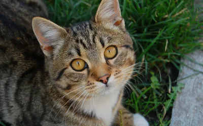 Фото Дворовой кошки: красивые и загадочные