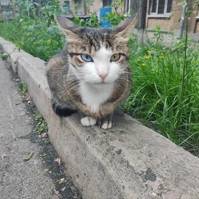 Нежное изображение Дворовой кошки