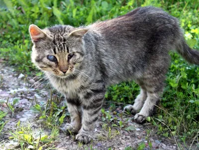 Милые фото Дворовой кошки для скачивания