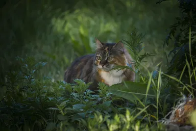 Фото Дворовой кошки – отличный выбор для обоев