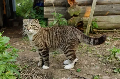 Восхитительные снимки Дворовой кошки