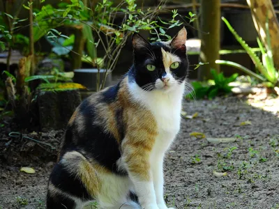 Фото Дворовой кошки – скачивайте желаемый формат