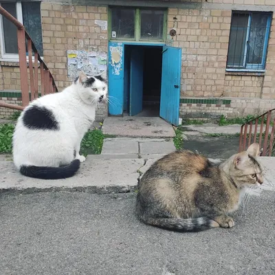 Фотографии Дворовой кошки: красивые и покоряющие