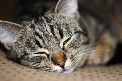 Милые фотографии Дворовой кошки для вас
