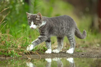Замечательные картинки Дворовой кошки
