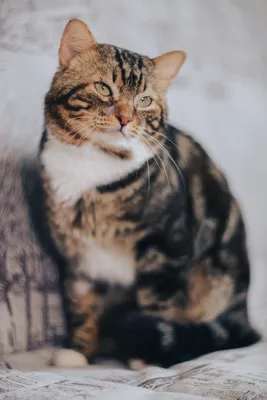 Фото Дворовой кошки в хорошем качестве