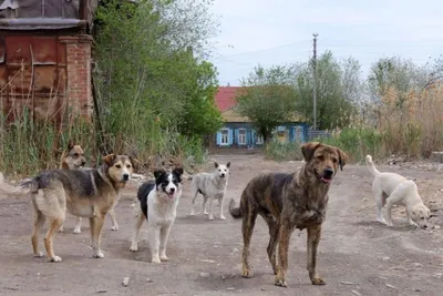 Минприроды готовит для регионов новые правила по регулированию численности  бродячих собак | Ветеринария и жизнь