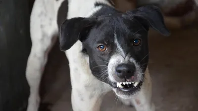 Кинологи рассказали, почему нападают бездомные собаки - Новости Сахалинской  области - astv.ru