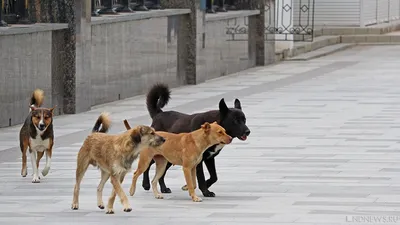 Отстрел и стерилизация не работают: бездомные собаки стали главными  хищниками России - KP.RU