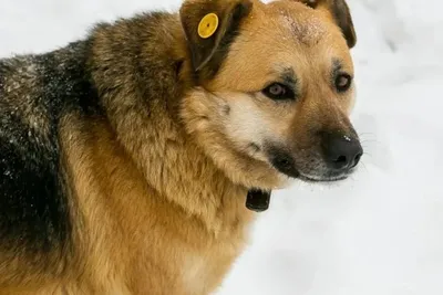 Бездомные собаки – проблема губернаторов - k-9.ru