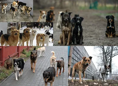 В Калуге бродячие собаки напали на женщину с собакой-проводником -  Происшествия - Новости - Калужский перекресток Калуга