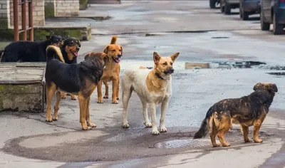 Топ-5 причин, по которым на вас нападают бродячие собаки - Газета «Караван  Ярмарка»