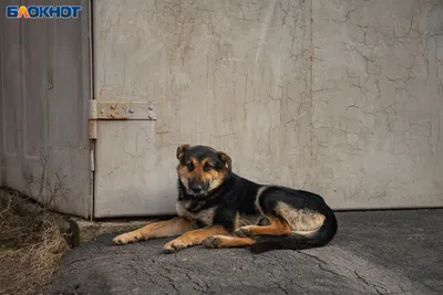 Бездомные собаки в городской среде: ужиться или выжить? (Прямой эфир) -  AmurMedia.ru