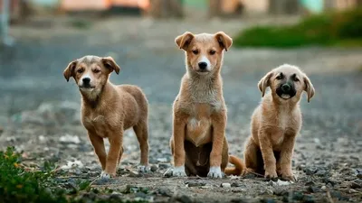 Около 500 собак и кошек пройдут стерилизацию в Гагрском районе -  13.07.2022, Sputnik Абхазия