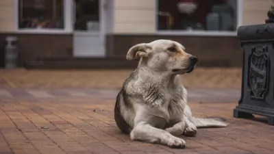 Бездомные собаки могут заполонить улицы Севастополя | ForPost