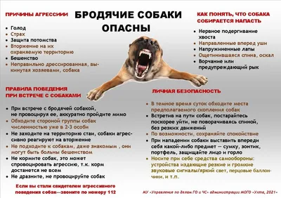 В Саратове бродячие собаки покусали девушку и двух детей | Новости Саратова  и области — Информационное агентство \"Взгляд-инфо\"