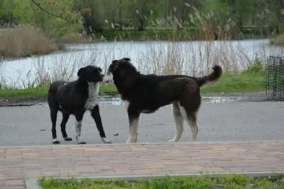 Бродячие Собаки: последние новости на сегодня, самые свежие сведения |  НГС24 - новости Красноярска