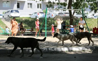 Бродячие собаки гибнут в ловушках из-за халатности служб отлова