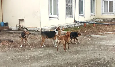 Одичавшие хищники стаями нападают на бакинцев, но виноваты мы сами -  10.10.2016, Sputnik Азербайджан