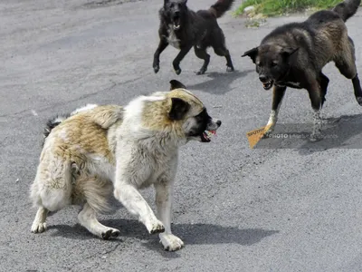 Бродячие собаки в Ереване стали меньше нападать на людей? Эксперт пояснил  ситуацию - 12.02.2021, Sputnik Армения