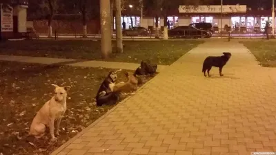 Про бездомных собак | Пикабу