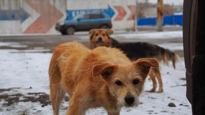 В Хабаровском крае бездомные собаки снова напали на ребёнка