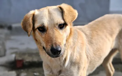 В Индии у бродячих собак нашли устойчивый к лекарствам грибок - 11.07.2023,  Sputnik Армения