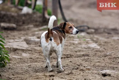 В Тольятти бродячие собаки атаковали дачный поселок