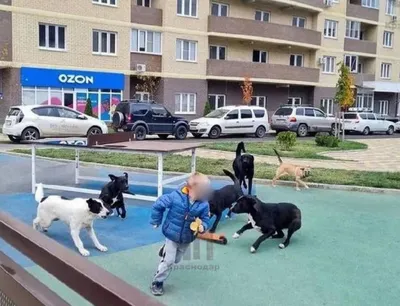 Бродячие собаки держат под «домашним арестом» жителей микрорайона в Надыме  | ИА Красная Весна