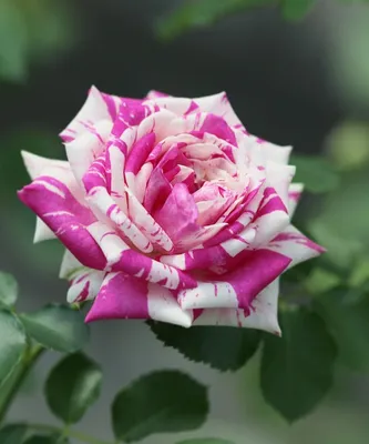 Двухцветные розы: 3 прекрасных сорта | Наталья Кудрявцева | Дзен