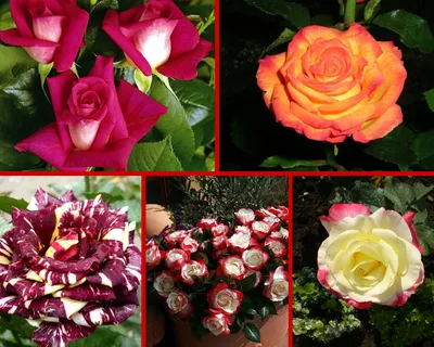 Оригинальные двухцветные розы: сорта, расцветки, фото