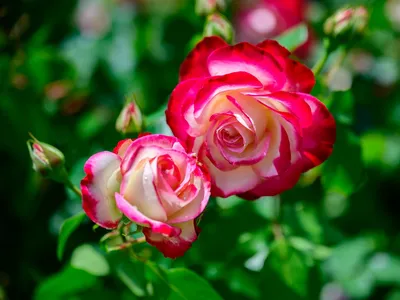 Сорта двухцветных роз, которые украсят ваш сад